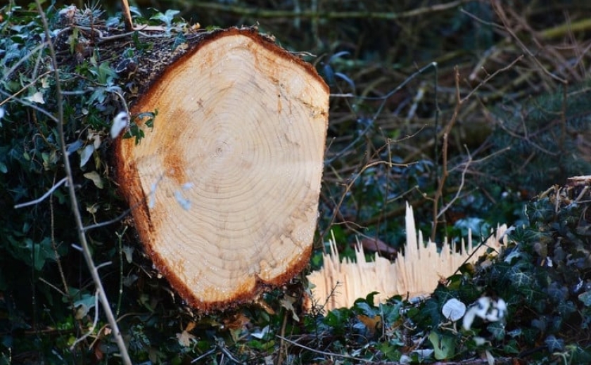 На Дніпропетровщині дерево вбило 63-річного чоловіка