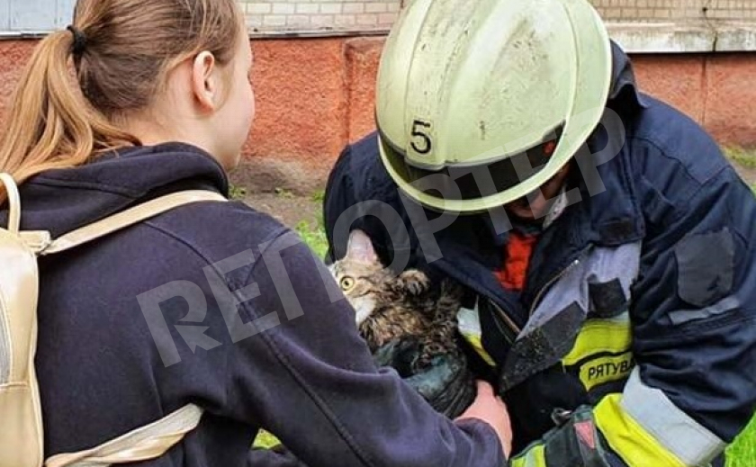 Спасатели Днепра вернули испуганного древолаза «Котика» владелице