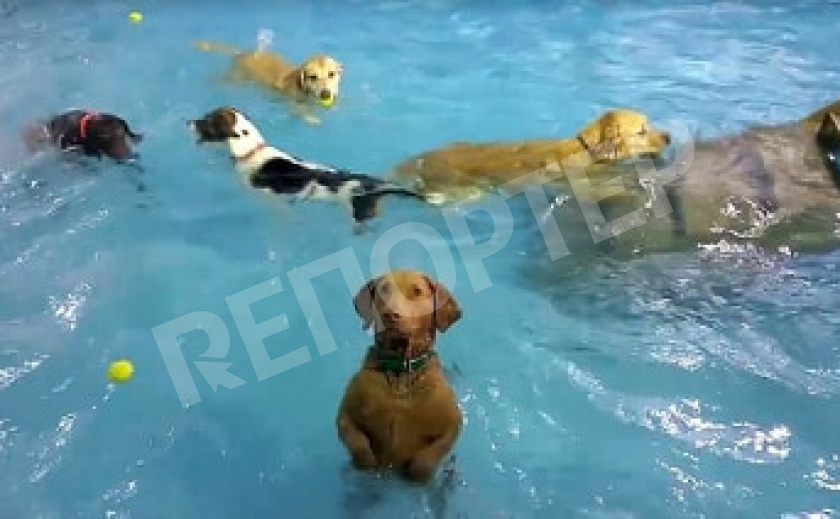 В Днепре появился бассейн для собак