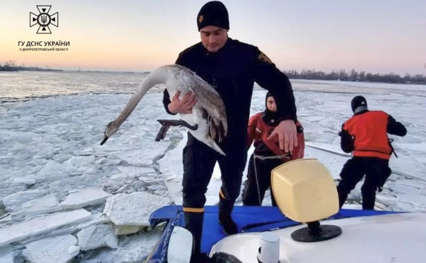 У Дніпрі водолази ДСНС врятували двох лебедів