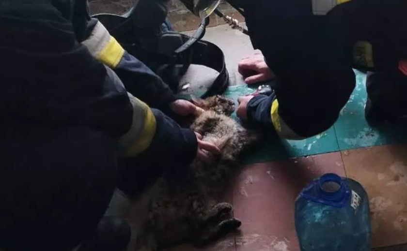 Вогнеборці Дніпра загасили пожежу у квартирі та врятували котика