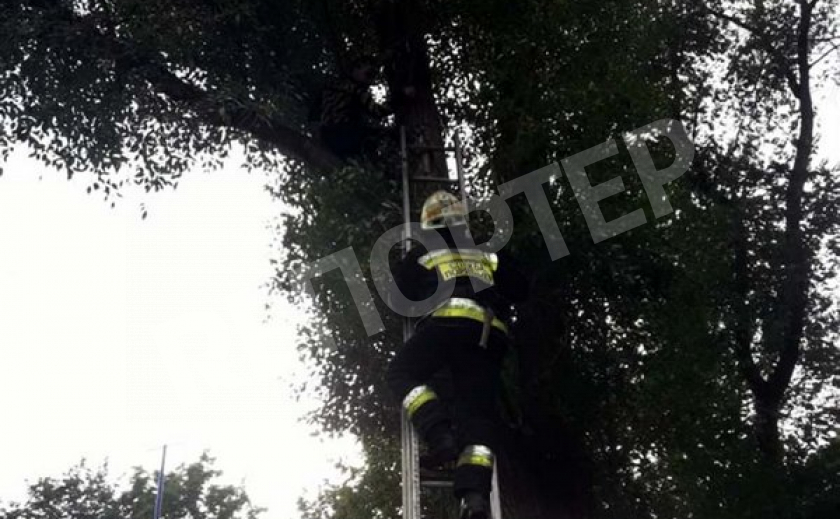 Днепровские спасатели сняли с дерева подростка