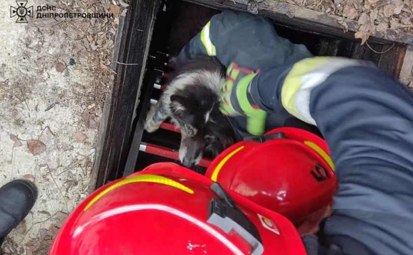 У Дніпрі рятувальники визволили собаку, яка впала в покинутий комунікаційний колектор