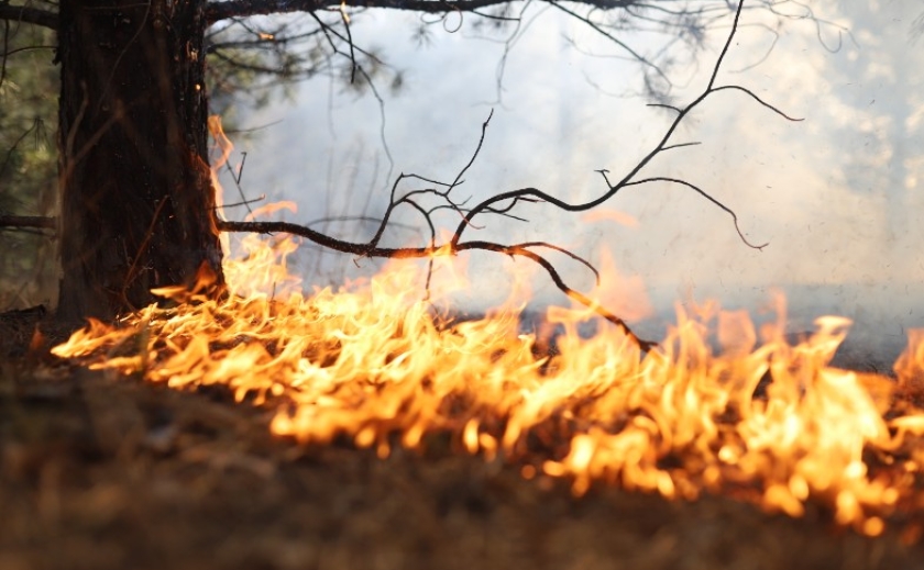 Понад 800 пожеж з початку року: на Дніпропетровщині почастішали випадки займань в екосистемах