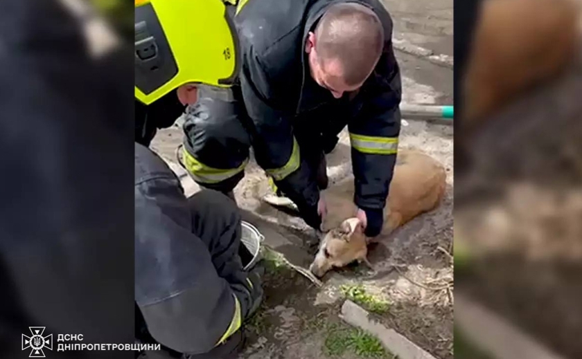 На пожежі в Індустріальному районі Дніпра вогнеборці врятували собаку