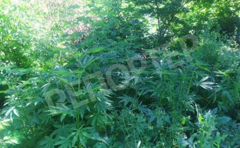 Уборочная страда. На Днепропетровщине уничтожают плантации марихуаны