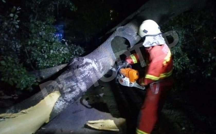 Вчера ночью в центре Днепра рухнуло 15-метровое дерево