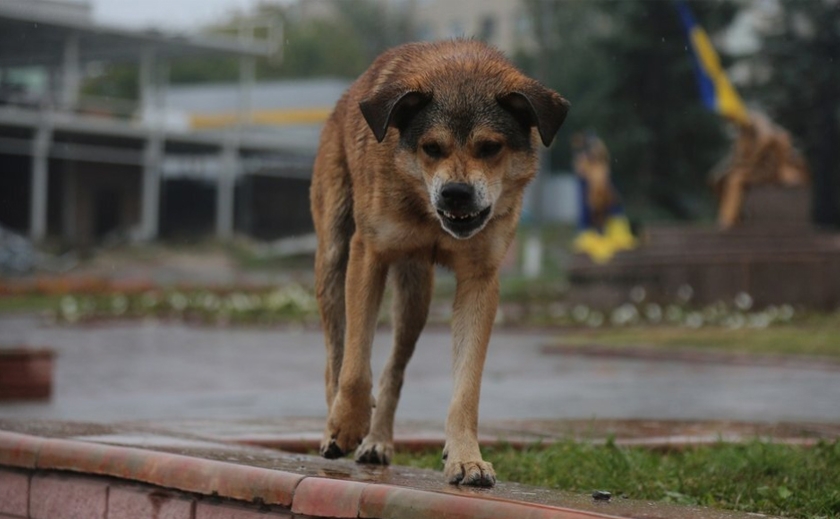 Артеріальна кровотеча та геморагічний шок: у Дніпрі безпритульна собака покусала жінку