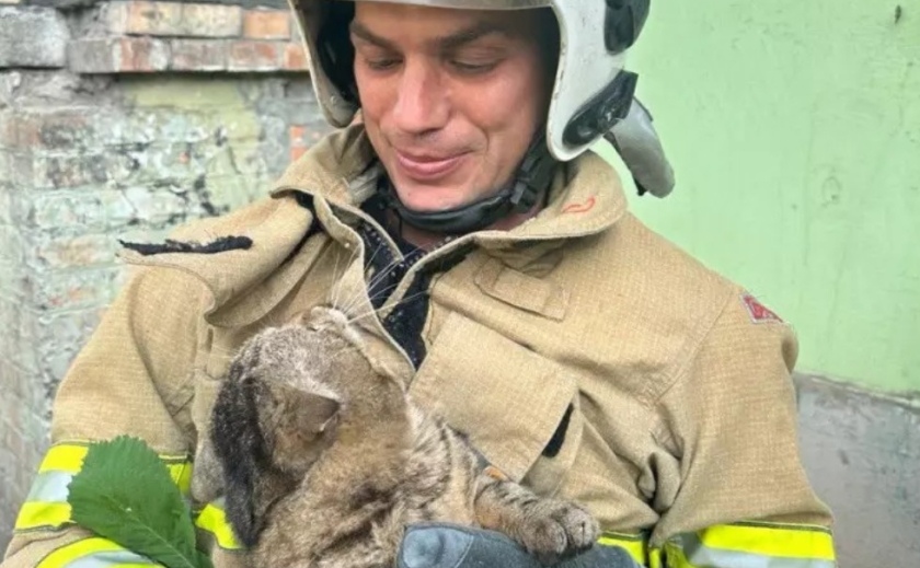 У Запоріжжі врятували кота, який застряг на дереві