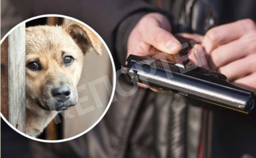 Житель Днепропетровщины стрелял в собаку, защищая детей?