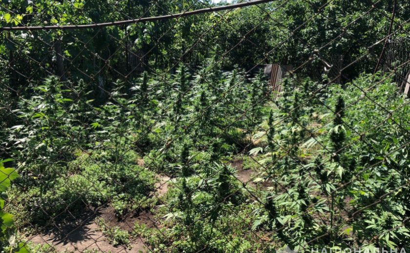 Поліцейські Дніпропетровщини викрили двох чоловіків у незаконному вирощуванні конопель