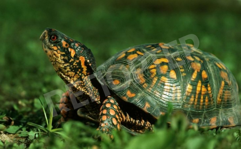 Черепаха – символ устойчивости и надежности