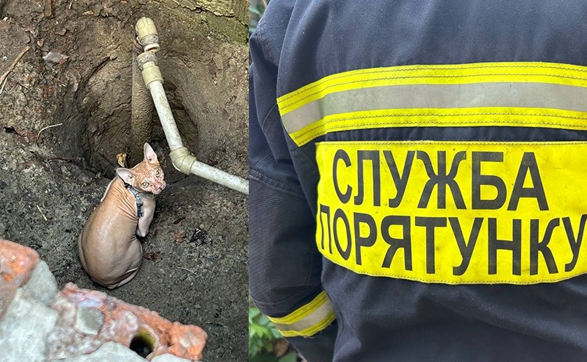 В Дніпрі рятувальники визволили з пастки сфінкса