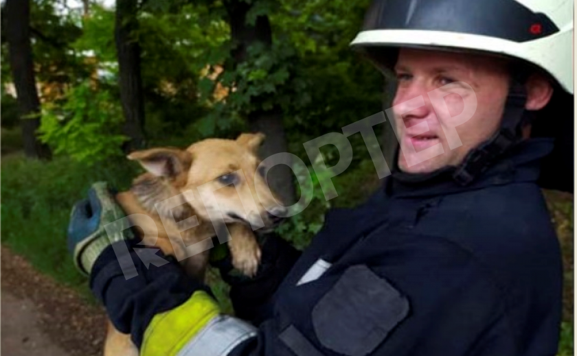 На пр. Хмельницкого днепровские спасатели вытащили из ямы щенка