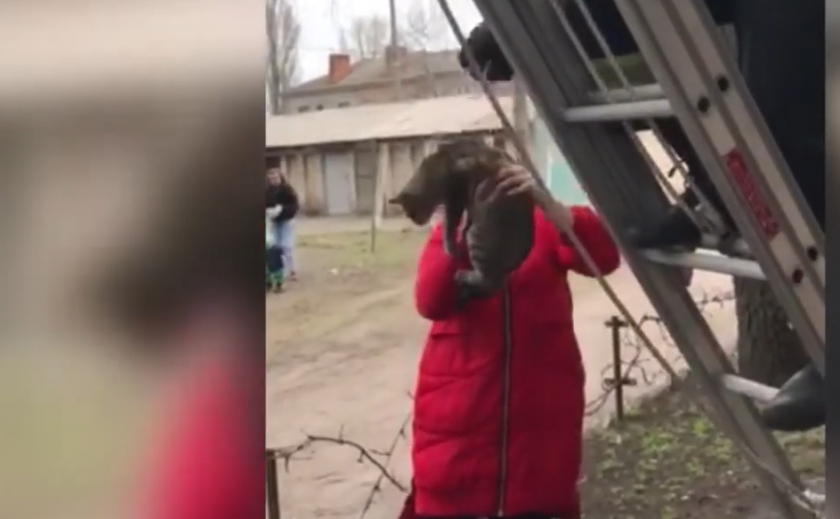 На Днепропетровщине с высоты трехэтажки спасен еще один котофей ВИДЕО