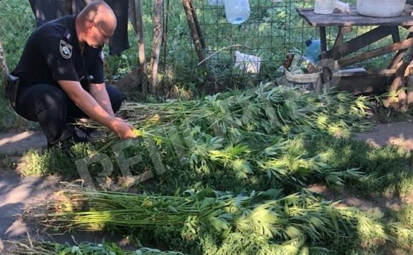 Дотянулись до небес. Под Днепром уничтожили 600 кустов дури