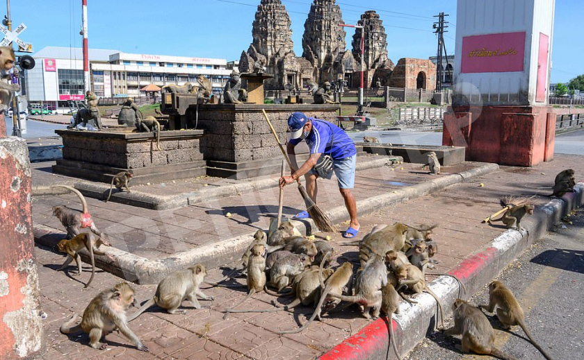 Голодные обезьяны оккупировали город в Таиланде из-за отсутствия туристов