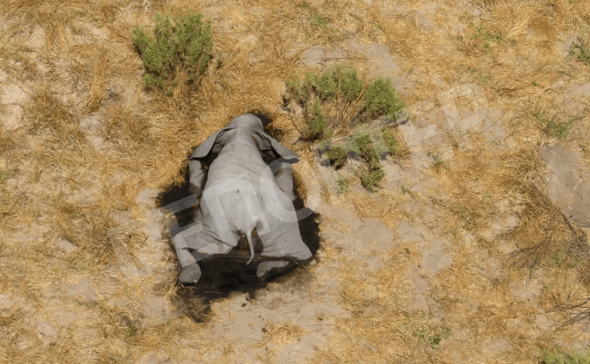 SOS! В Африке по неизвестным причинам погибли почти 400 слонов