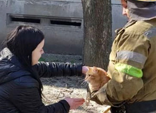 На Днепропетровщине спасатели сняли кота с дерева ФОТО