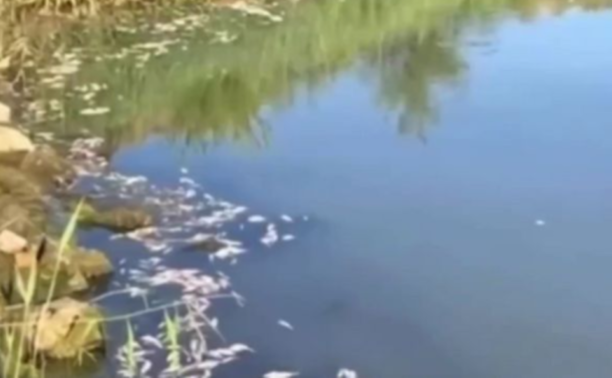 Сморід і мертва риба: що сталося на річці Базавлук у Дніпропетровській області