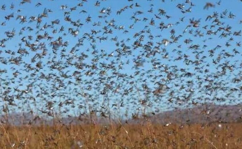 На Дніпропетровщині зафіксували нашестя саранчі