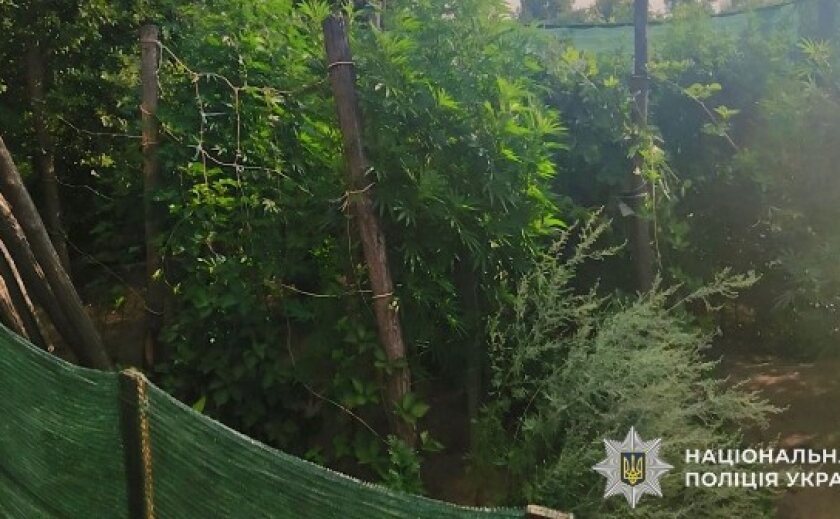 Вирощував коноплі на присадибній ділянці: на Дніпропетровщині поліцейські викрили чоловіка