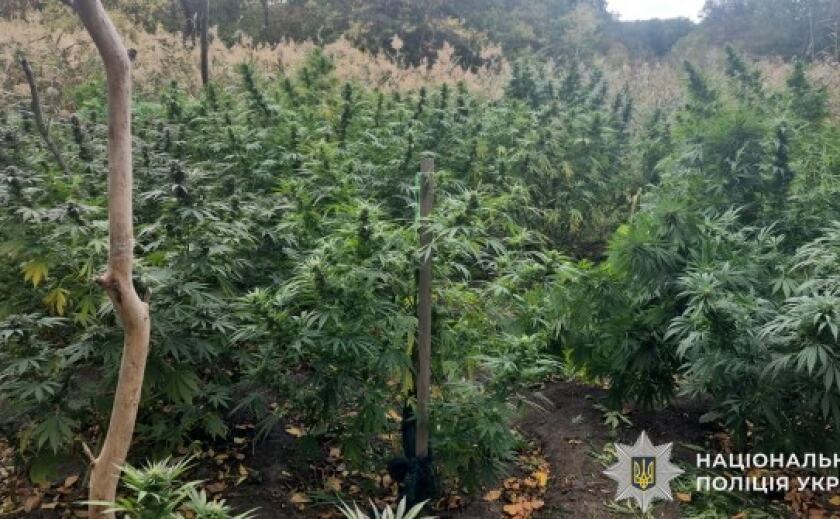 На Дніпропетровщині поліцейські затримали чоловіка, причетного до посіву плантації з коноплями