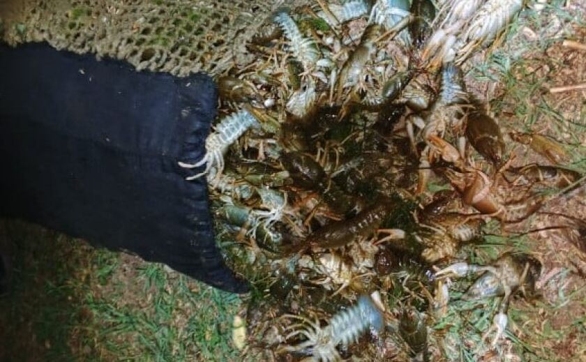 Наловили риби й раків майже на 10 мільйонів збитків: на Дніпропетровщині затримали браконьєрів