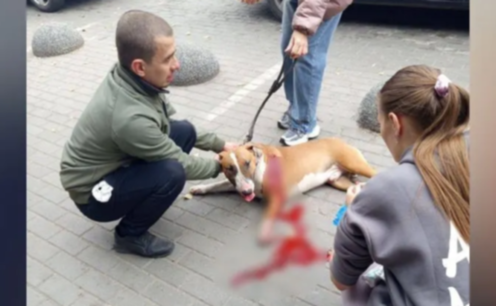 На житловому масиві «Парус» чоловік вдарив собаку ножем: що кажуть в поліції