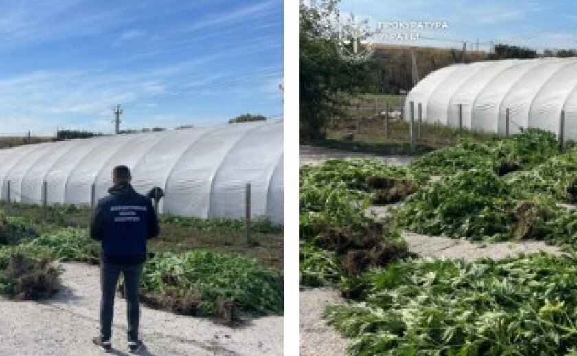 Сіяли та вирощували коноплі: на Дніпропетровщині повідомлено про підозру групі осіб