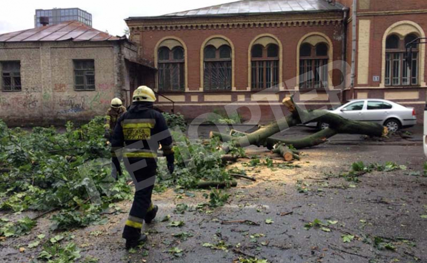 В Днепре возле музея Блаватской упало 15-метровое дерево