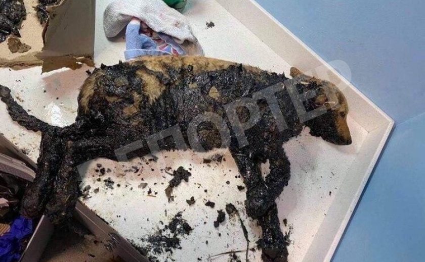 Помогите спасти закаменевших днепровских щеночков! Помогите спасти закаменевших днепровских щеночков!