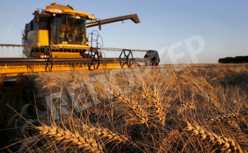 Днепропетровщина выходит в лидеры по сбору ранних зерновых