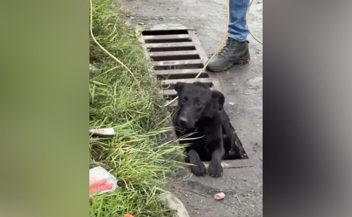 В Днепре коммунальщики спасли собак, которые больше суток провели в ливневой канализации