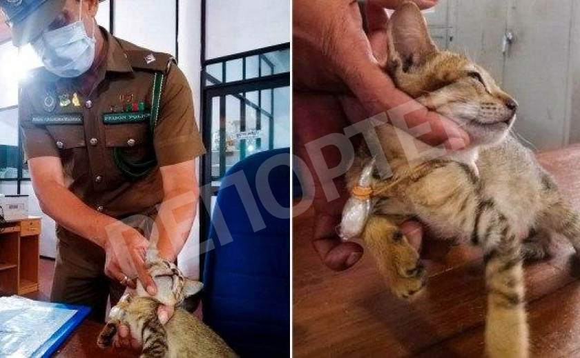 На Цейлоне первый кот-наркодилер сбежал от полиции