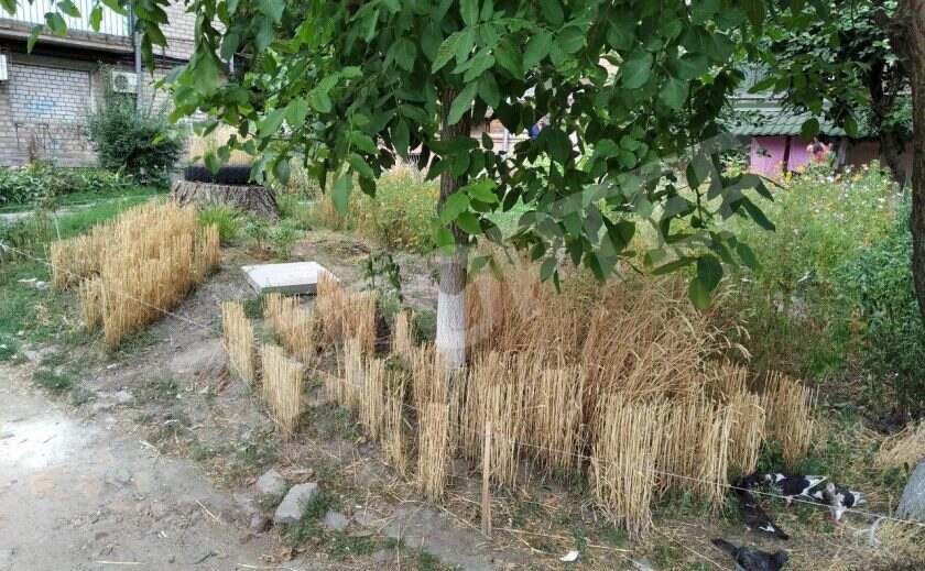 Голоду - нет! Днепряне завершили уборочную в городских палисадниках