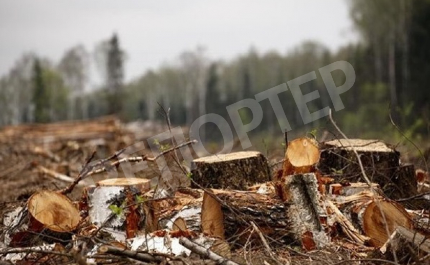 На Днепропетровщине парочка вырубила деревьев на миллион