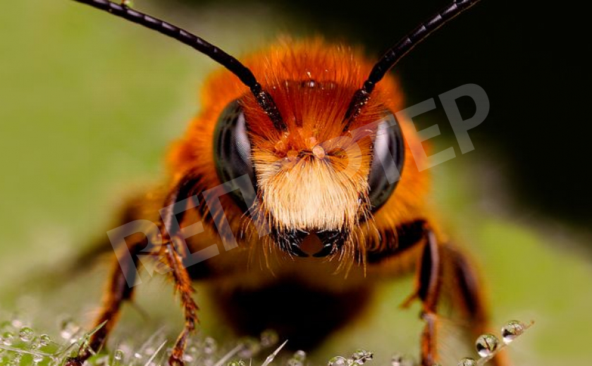 Укус днепровских пчёл может быть смертельно опасным