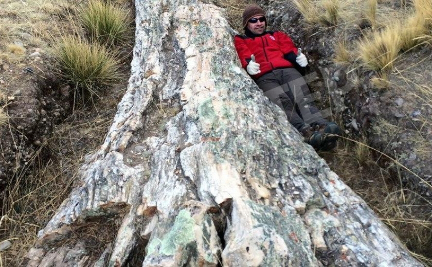 В Перу на безжизненной земле нашли гигансткое окаменелое дерево