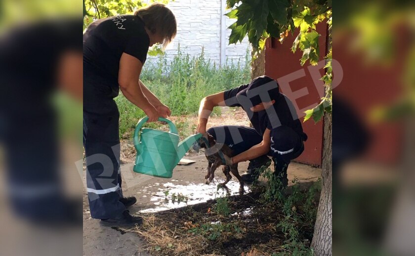 В Днепре и в Волосском спасатели сохранили жизнь троим собакам