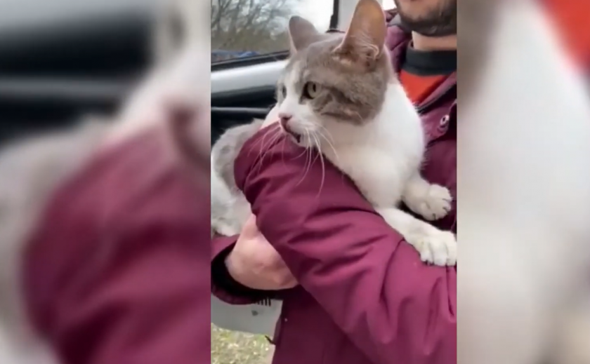 Спасатели Днепра вернули травмированную кошку домой
