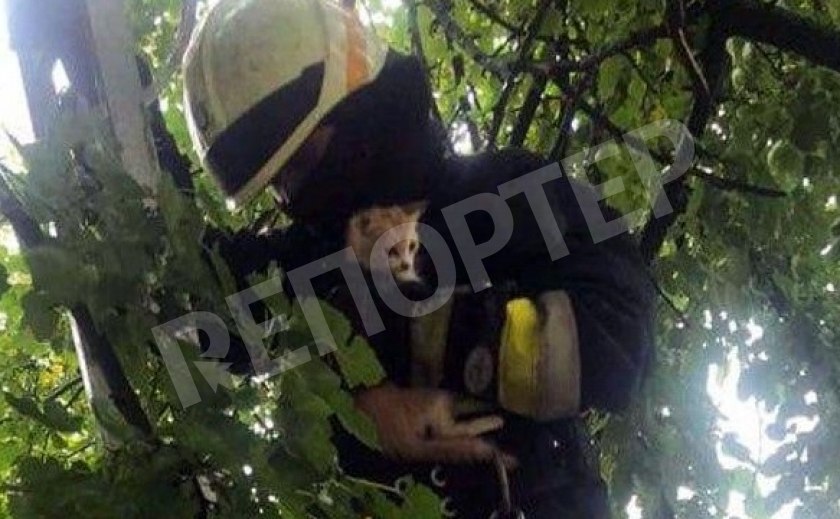 В Днепре котенок два выходных не давал покоя жителям Чечеловки В Днепре котенок два выходных не давал покоя жителям Чечеловки
