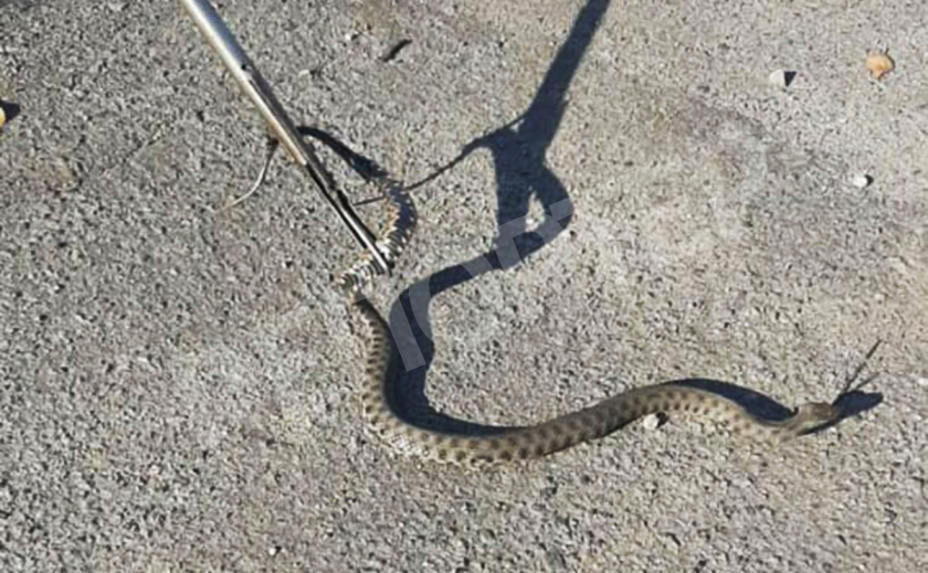 В Днепре на велодорожке обнаружили метровую змею